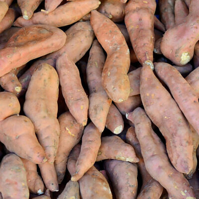 Dioscorea hamiltonii / Dioscorea persimilis / Dioscorea raishaensis - Mountain Yam