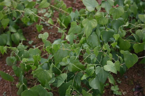 Dioscorea hamiltonii / Dioscorea persimilis / Dioscorea raishaensis - Mountain Yam - Image 4