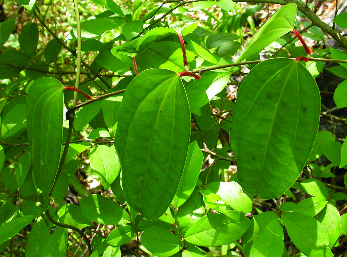 Dioscorea oppositifolia / Dioscorea opposita - Indian Yam, Chinese Yam - Image 5