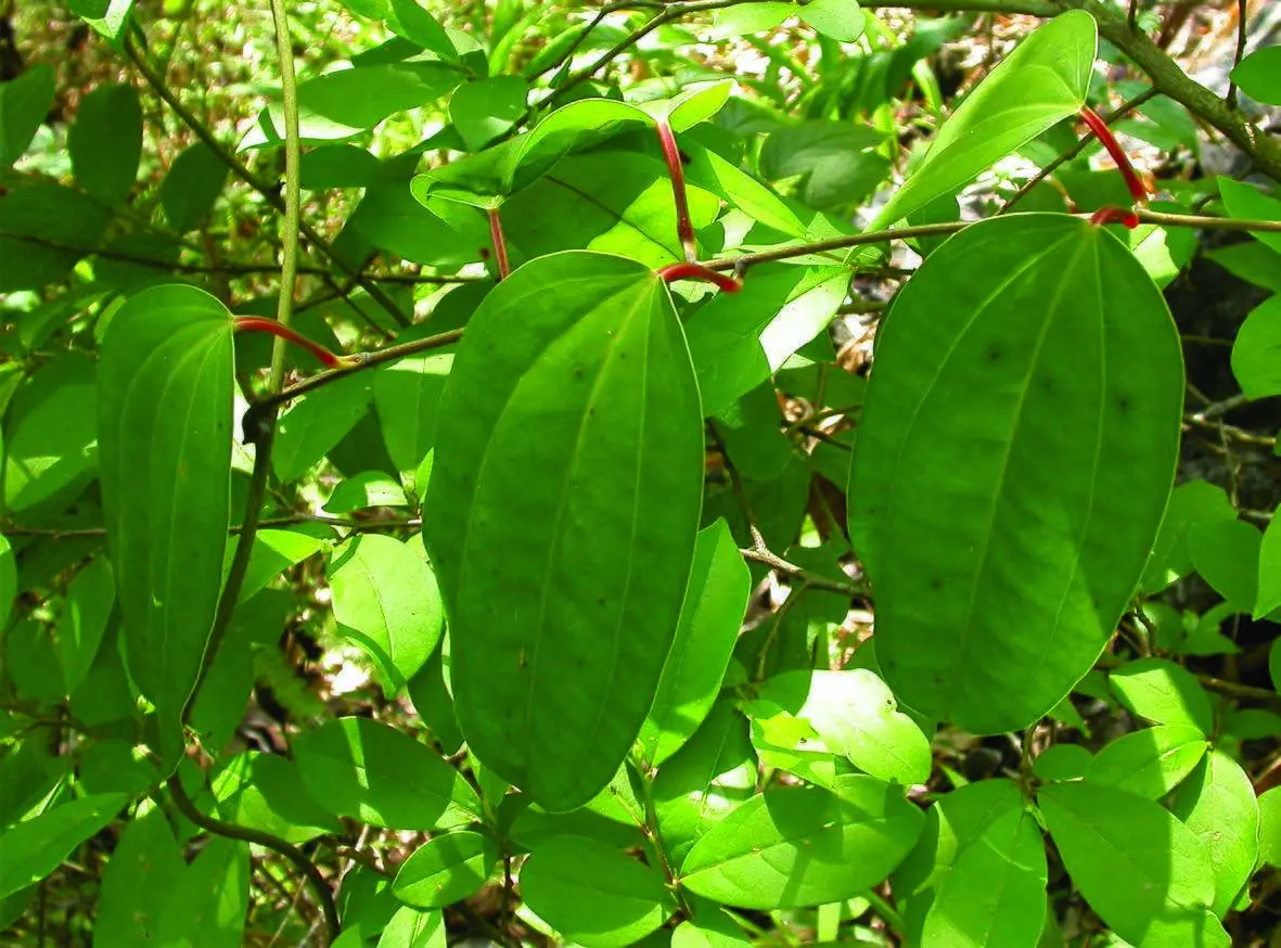 Dioscorea oppositifolia / Dioscorea opposita - Indian Yam, Chinese Yam - Image 5