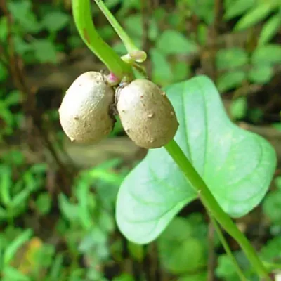 Dioscorea oppositifolia / Dioscorea opposita - Indian Yam, Chinese Yam
