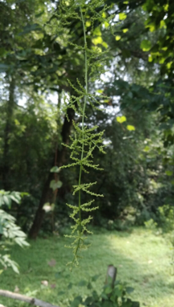 Dioscorea oppositifolia / Dioscorea opposita - Indian Yam, Chinese Yam - Image 7