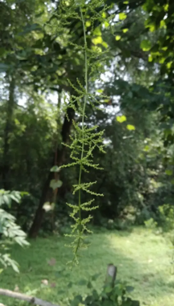Dioscorea oppositifolia / Dioscorea opposita - Indian Yam, Chinese Yam - Image 7