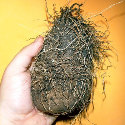 Dioscorea pentaphylla / Botryosicyos pentaphyllus - Fiveleaf Yam