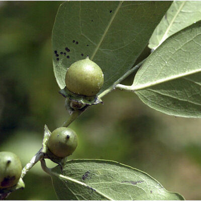 Diospyros ebenum -  Ceylon Ebony, India Ebony Tree