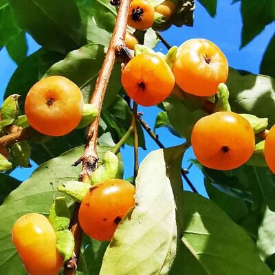 Diospyros lotus - Date Plum, Caucasian Persimmon, Lilac Persimmon