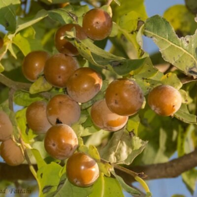 Diospyros melanoxylon - Coromandel Ebony, East Indian Ebony