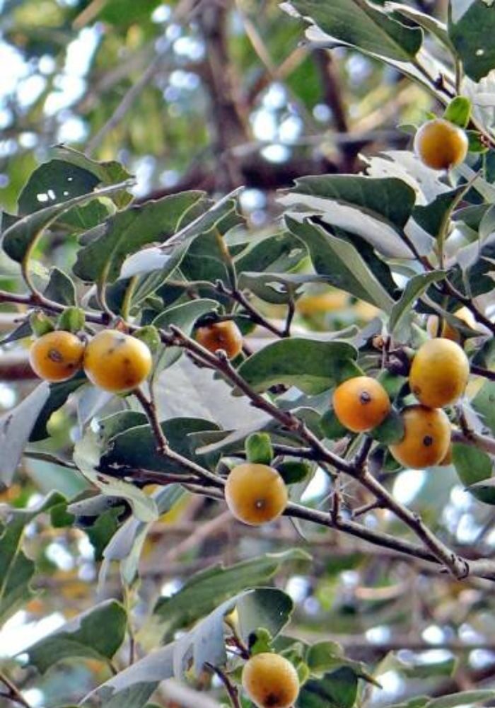 Diospyros melanoxylon - Coromandel Ebony, East Indian Ebony - Image 2