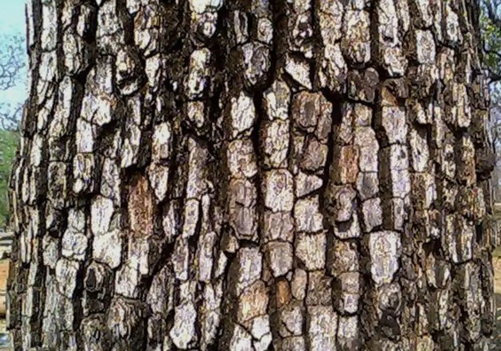 Diospyros melanoxylon - Coromandel Ebony, East Indian Ebony - Image 3