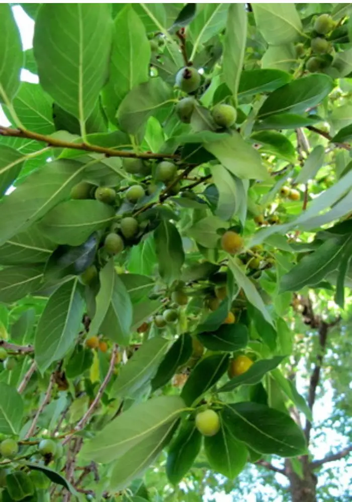 Diospyros melanoxylon - Coromandel Ebony, East Indian Ebony - Image 4