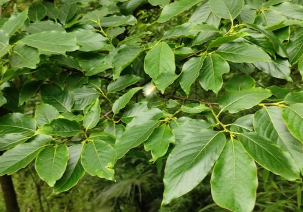 Diospyros melanoxylon - Coromandel Ebony, East Indian Ebony - Image 6