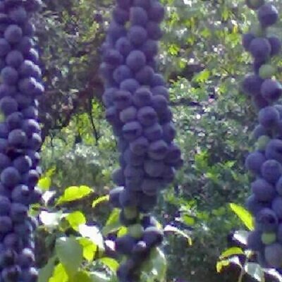 Disciphania sp Blue Fruit - Disciphania blue fruit