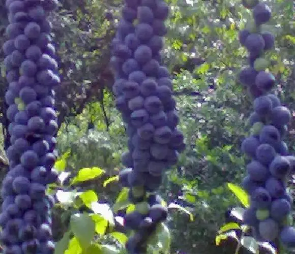 Disciphania sp Blue Fruit - Disciphania blue fruit