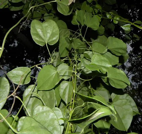 Disciphania sp Blue Fruit - Disciphania blue fruit - Image 2