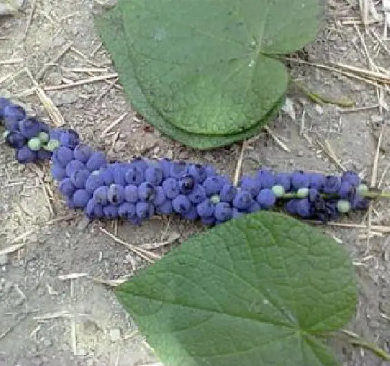 Disciphania sp Blue Fruit - Disciphania blue fruit - Image 3