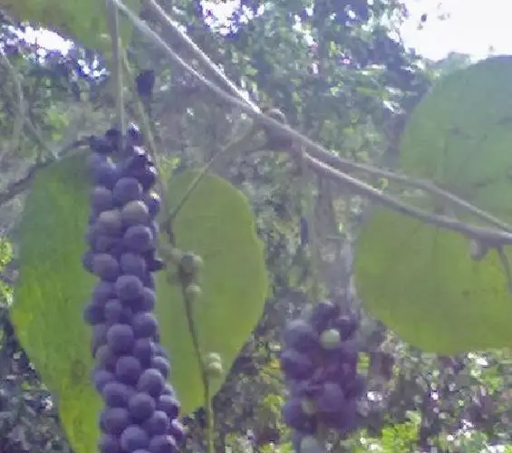 Disciphania sp Blue Fruit - Disciphania blue fruit - Image 4
