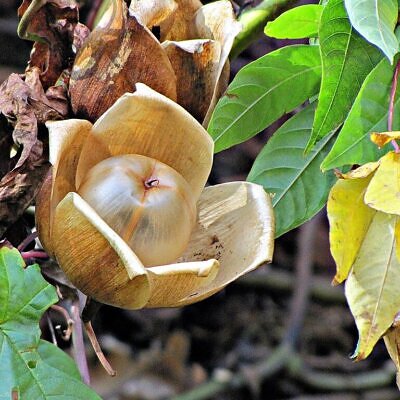 Distimake tuberosus / Merremia tuberosa / Batatas tuberosa - Spanish Arborvine, Wood Rose, Yellow Morning-Glory