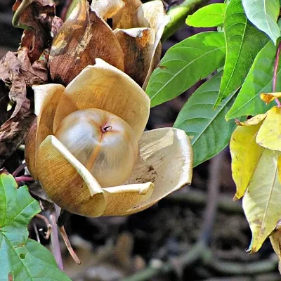 Distimake tuberosus / Merremia tuberosa / Batatas tuberosa - Spanish Arborvine, Wood Rose, Yellow Morning-Glory