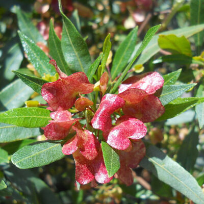 Dodonaea viscosa - Broadleaf Hopbush, Hopseed Bush, Florida Hopbush, Varnish Leaf, Switch Sorreal