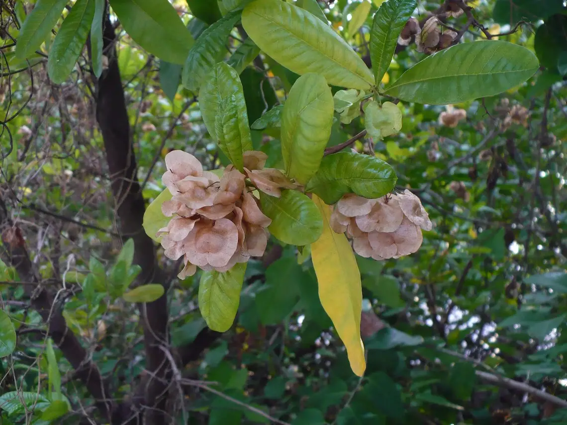Dodonaea viscosa - Broadleaf Hopbush, Hopseed Bush, Florida Hopbush, Varnish Leaf, Switch Sorreal - Image 2