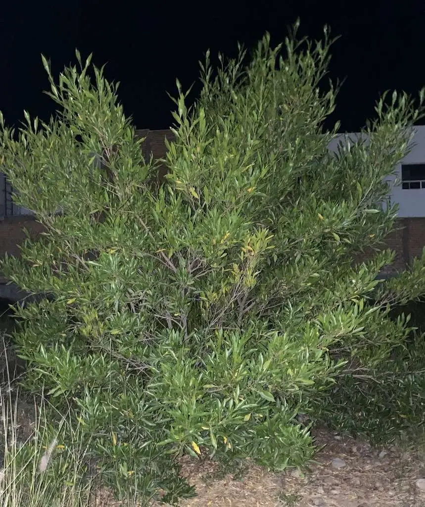 Dodonaea viscosa - Broadleaf Hopbush, Hopseed Bush, Florida Hopbush, Varnish Leaf, Switch Sorreal - Image 6