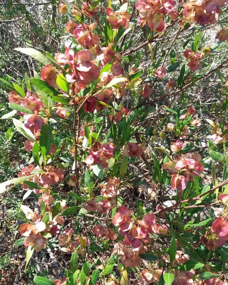 Dodonaea viscosa - Broadleaf Hopbush, Hopseed Bush, Florida Hopbush, Varnish Leaf, Switch Sorreal - Image 7