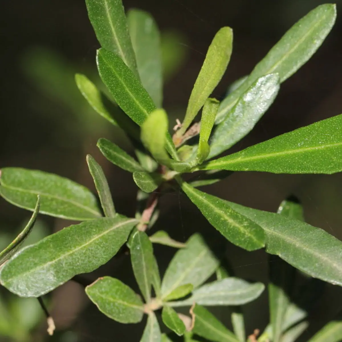 Dodonaea viscosa - Broadleaf Hopbush, Hopseed Bush, Florida Hopbush, Varnish Leaf, Switch Sorreal - Image 10