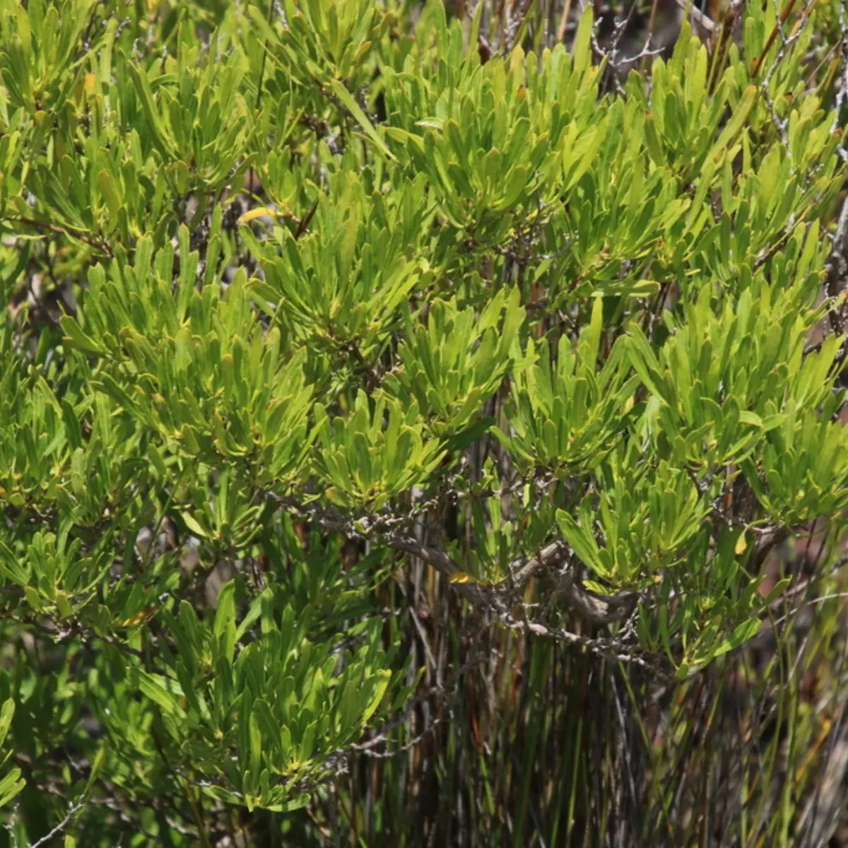 Dodonaea viscosa - Broadleaf Hopbush, Hopseed Bush, Florida Hopbush, Varnish Leaf, Switch Sorreal - Image 12