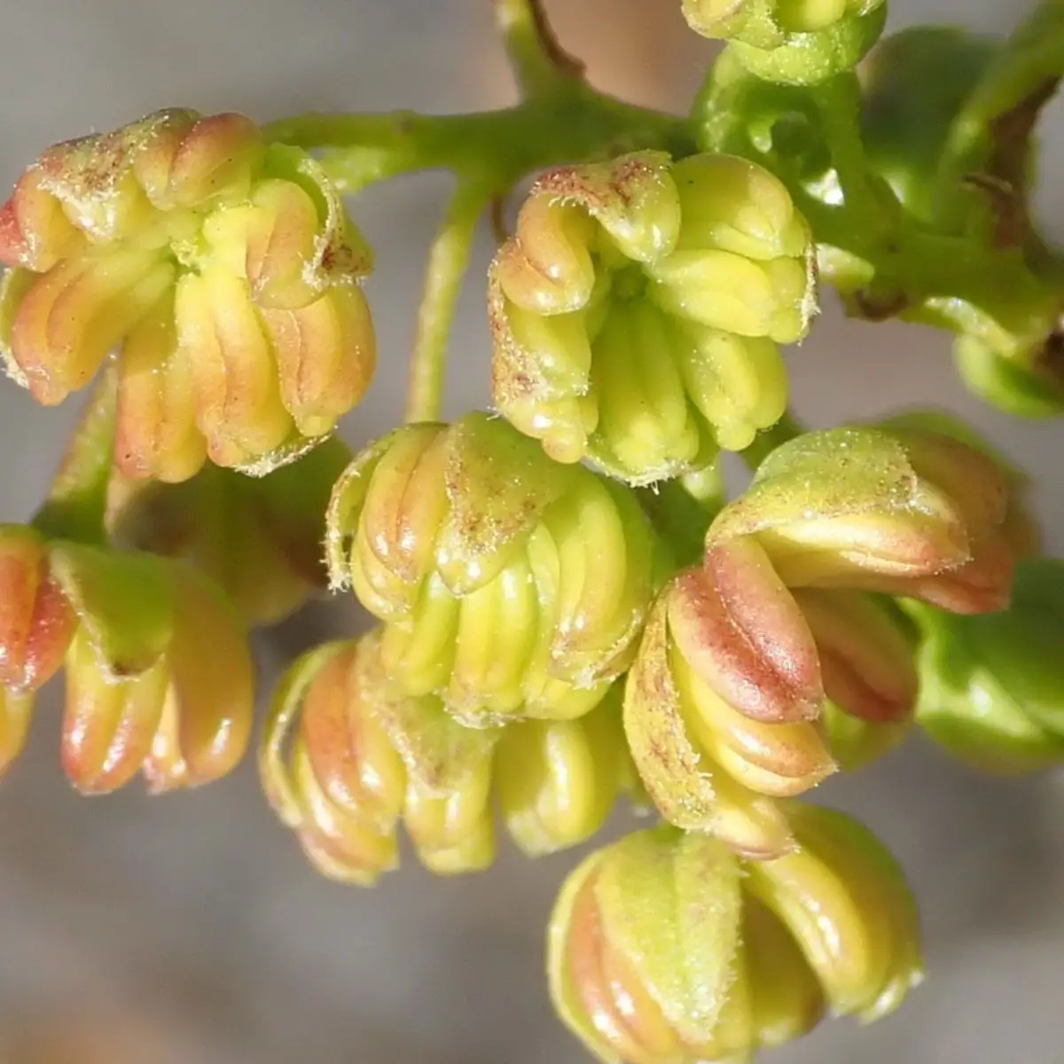 Dodonaea viscosa - Broadleaf Hopbush, Hopseed Bush, Florida Hopbush, Varnish Leaf, Switch Sorreal - Image 13