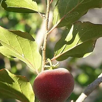 Dovyalis hebecarpa - Ceilon-ketembilla curry