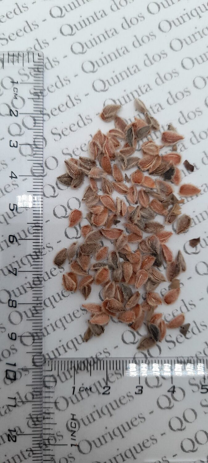 Dovyalis hebecarpa - Ceilon-ketembilla curry - Image 6