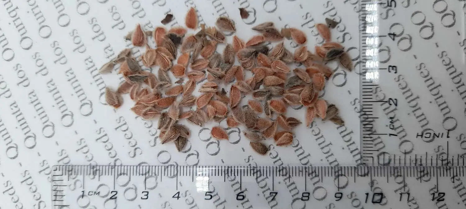 Dovyalis hebecarpa - Ceilon-ketembilla curry - Image 6