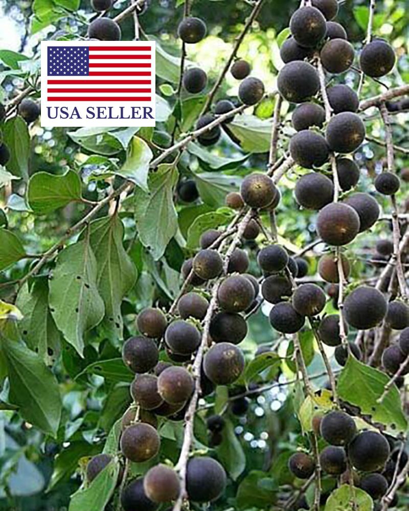 Dovyalis hebecarpa - Ceilon-ketembilla curry - Image 7