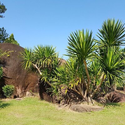 Dracaena cochinchinensis - Thai Dragon Tree