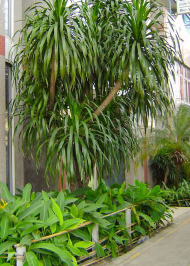 Dracaena cochinchinensis - Thai Dragon Tree - Image 2