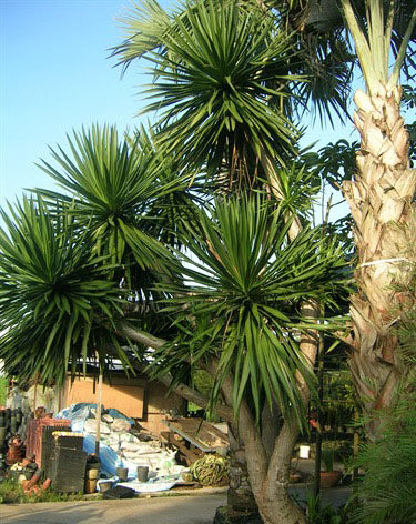 Dracaena cochinchinensis - Thai Dragon Tree - Image 3