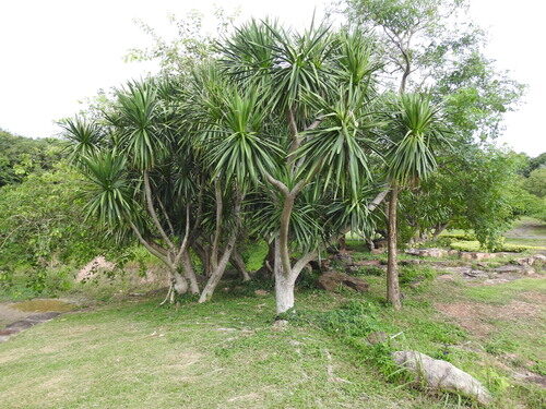 Dracaena cochinchinensis - Thai Dragon Tree - Image 5
