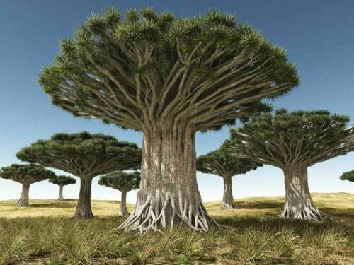 Dracaena draco subsp. draco - Dragon Tree, Dragon's Blood Tree, Canary Islands Dragon Tree - Image 2