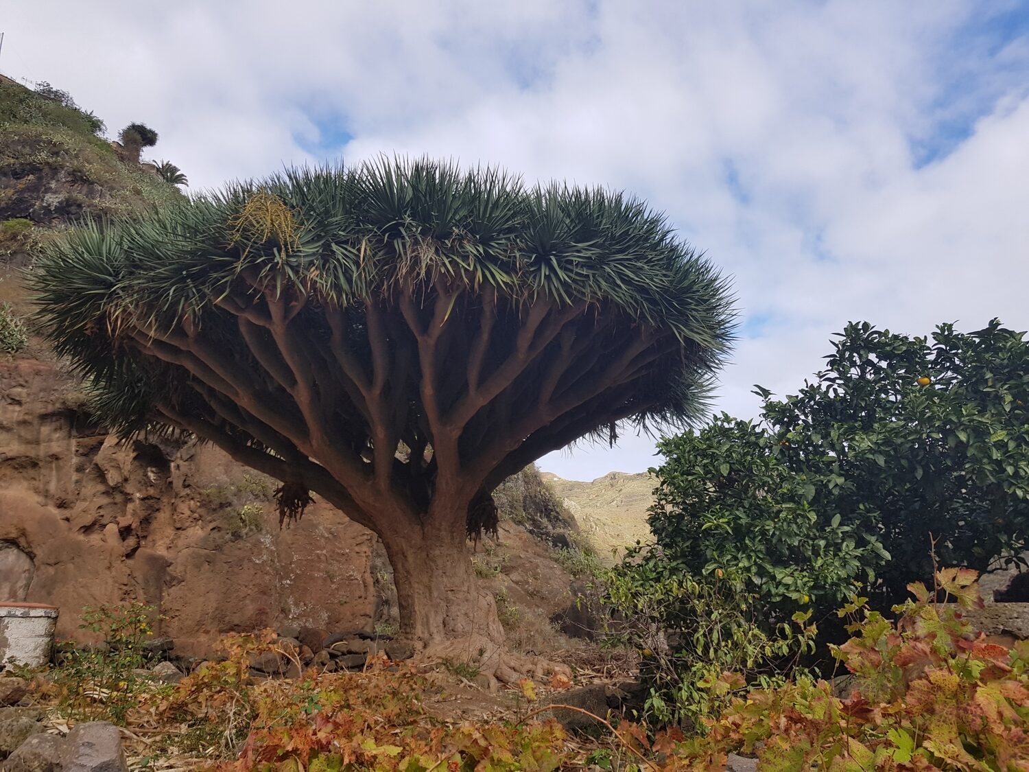 Dracaena draco subsp. draco - Dragon Tree, Dragon's Blood Tree, Canary Islands Dragon Tree - Image 4
