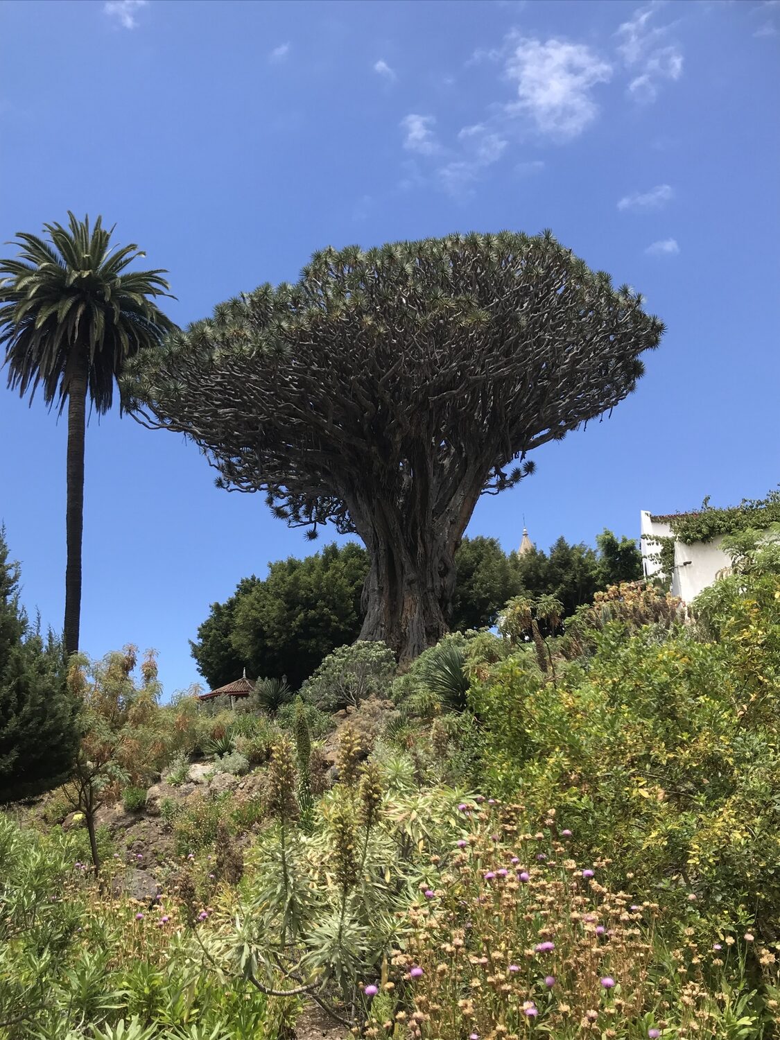 Dracaena draco subsp. draco - Dragon Tree, Dragon's Blood Tree, Canary Islands Dragon Tree - Image 5