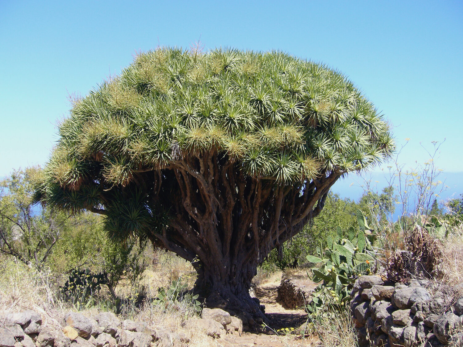Dracaena draco subsp. draco - Dragon Tree, Dragon's Blood Tree, Canary Islands Dragon Tree - Image 6