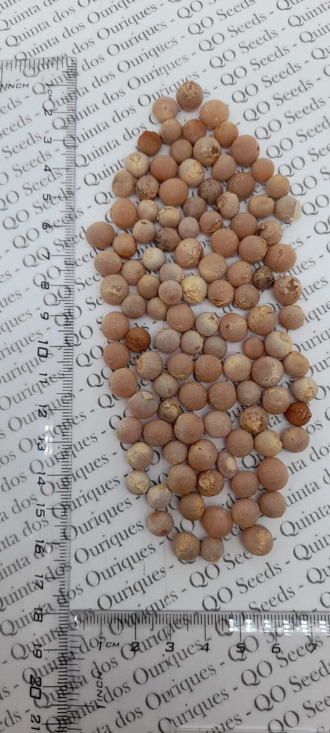 Dracaena draco subsp. draco - Dragon Tree, Dragon's Blood Tree, Canary Islands Dragon Tree - Image 9