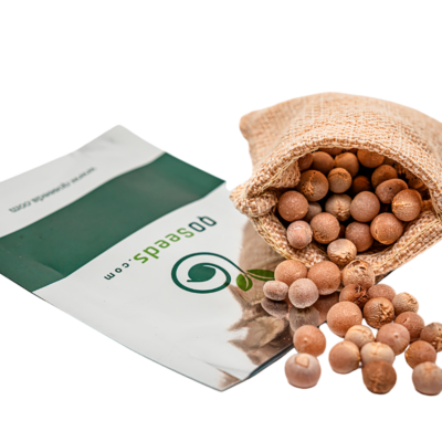 Dracaena draco subsp. draco - Dragon Tree, Dragon's Blood Tree, Canary Islands Dragon Tree