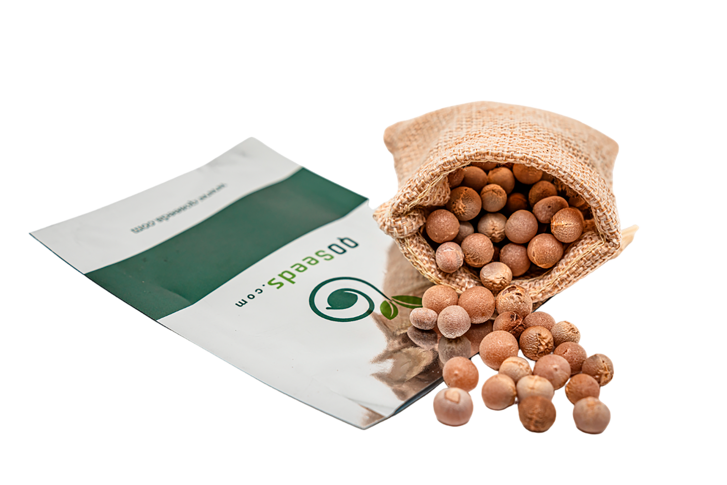 Dracaena draco subsp. draco - Dragon Tree, Dragon's Blood Tree, Canary Islands Dragon Tree