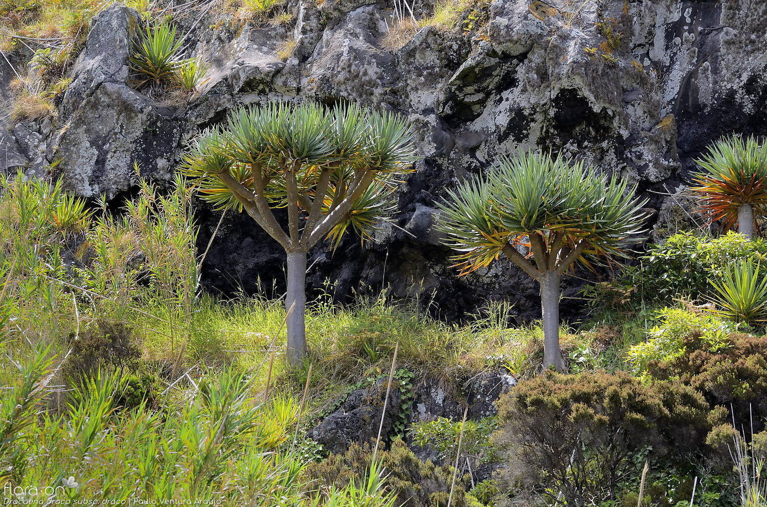 Dracaena draco subsp. draco - Dragon Tree, Dragon's Blood Tree, Canary Islands Dragon Tree - Image 10