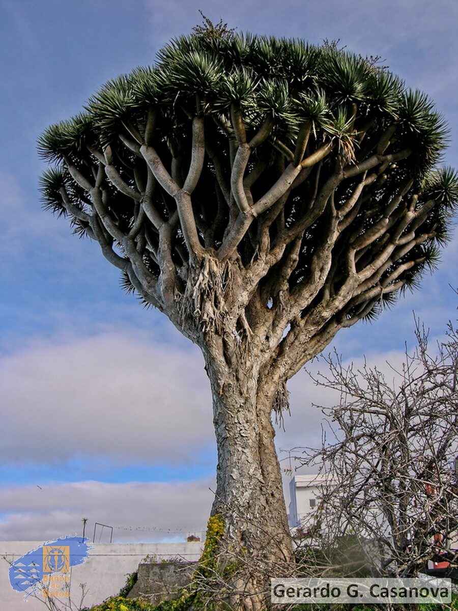 Dracaena draco subsp. draco - Dragon Tree, Dragon's Blood Tree, Canary Islands Dragon Tree - Image 11