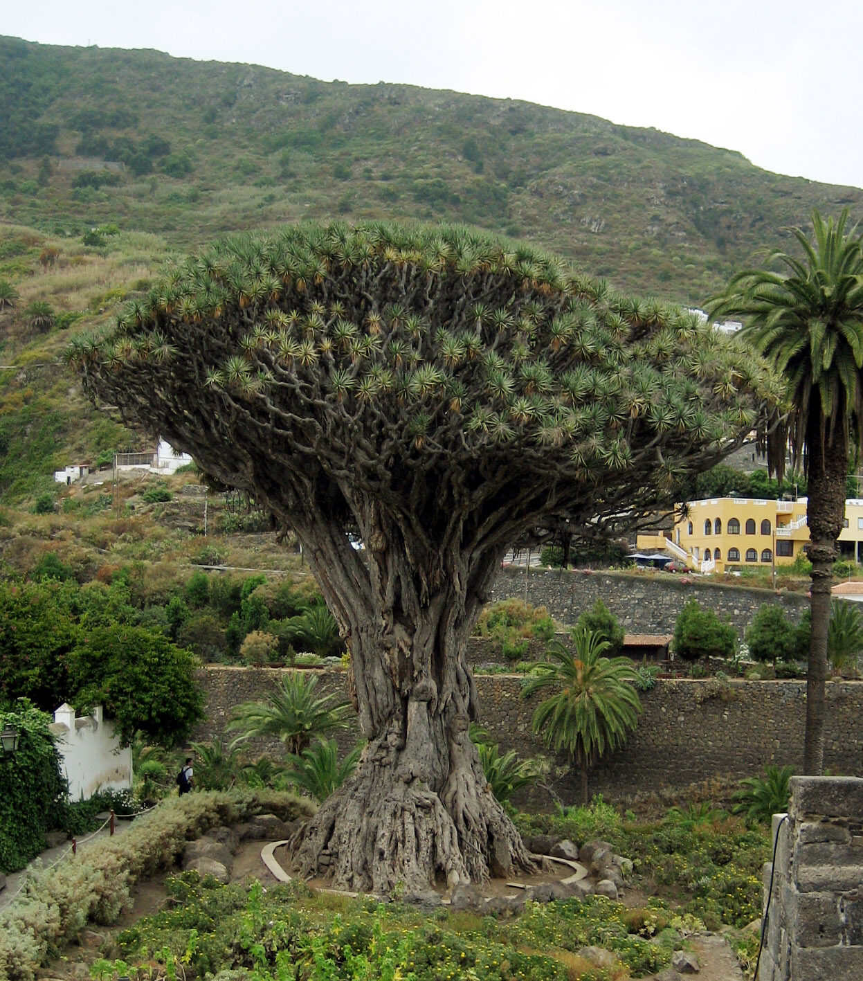 Dracaena draco subsp. draco - Dragon Tree, Dragon's Blood Tree, Canary Islands Dragon Tree - Image 12