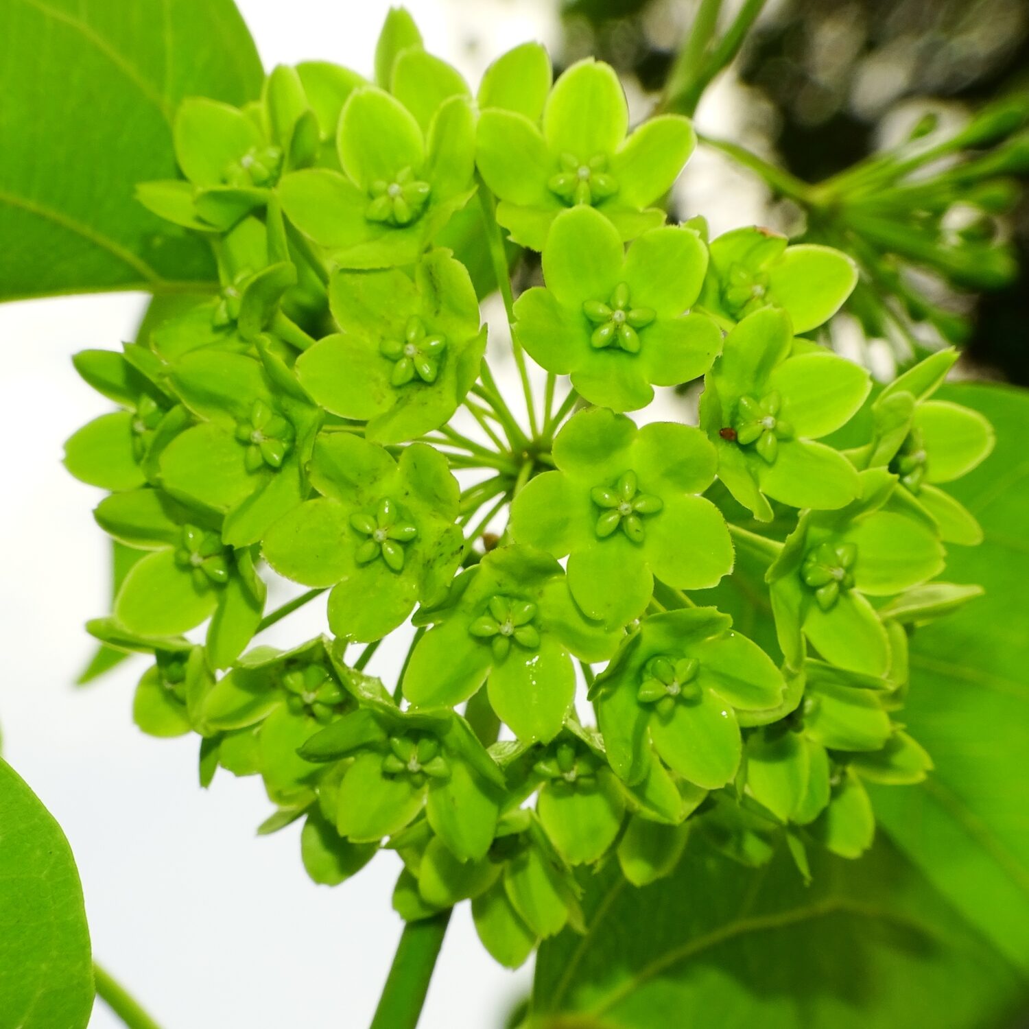 Dregea volubilis / Wattakaka volubilis - Sneeze Wort, Green Wax Flower, Jukti - Image 2