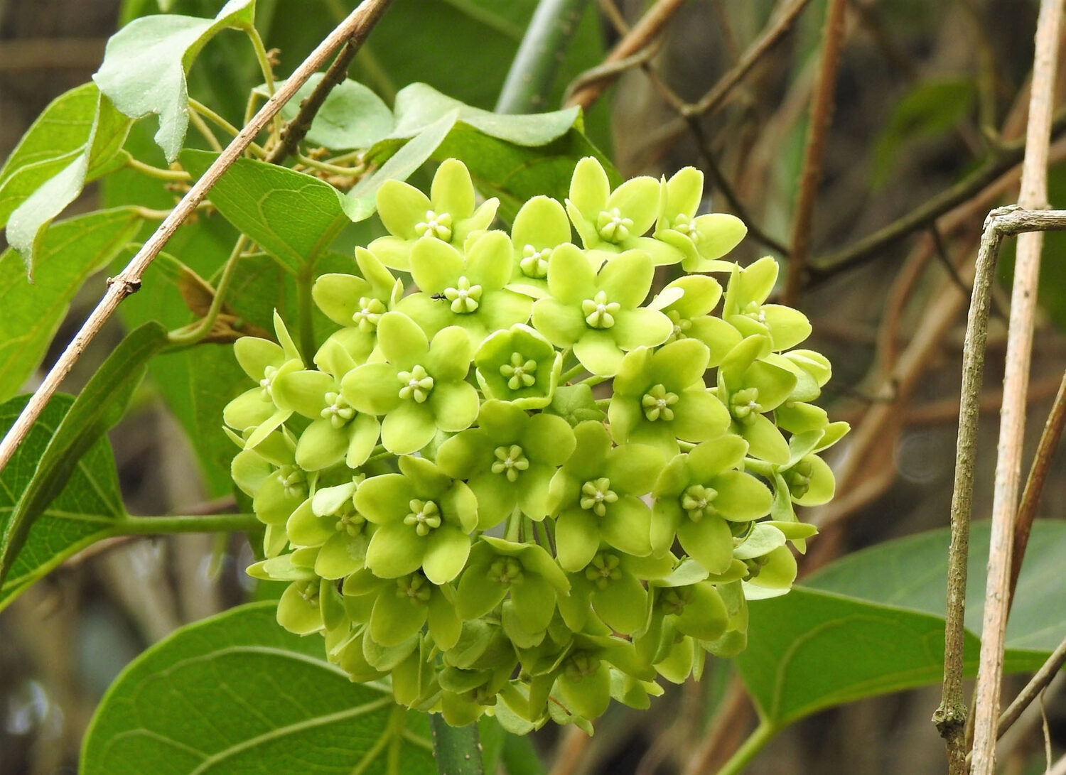 Dregea volubilis / Wattakaka volubilis - Sneeze Wort, Green Wax Flower, Jukti - Image 4