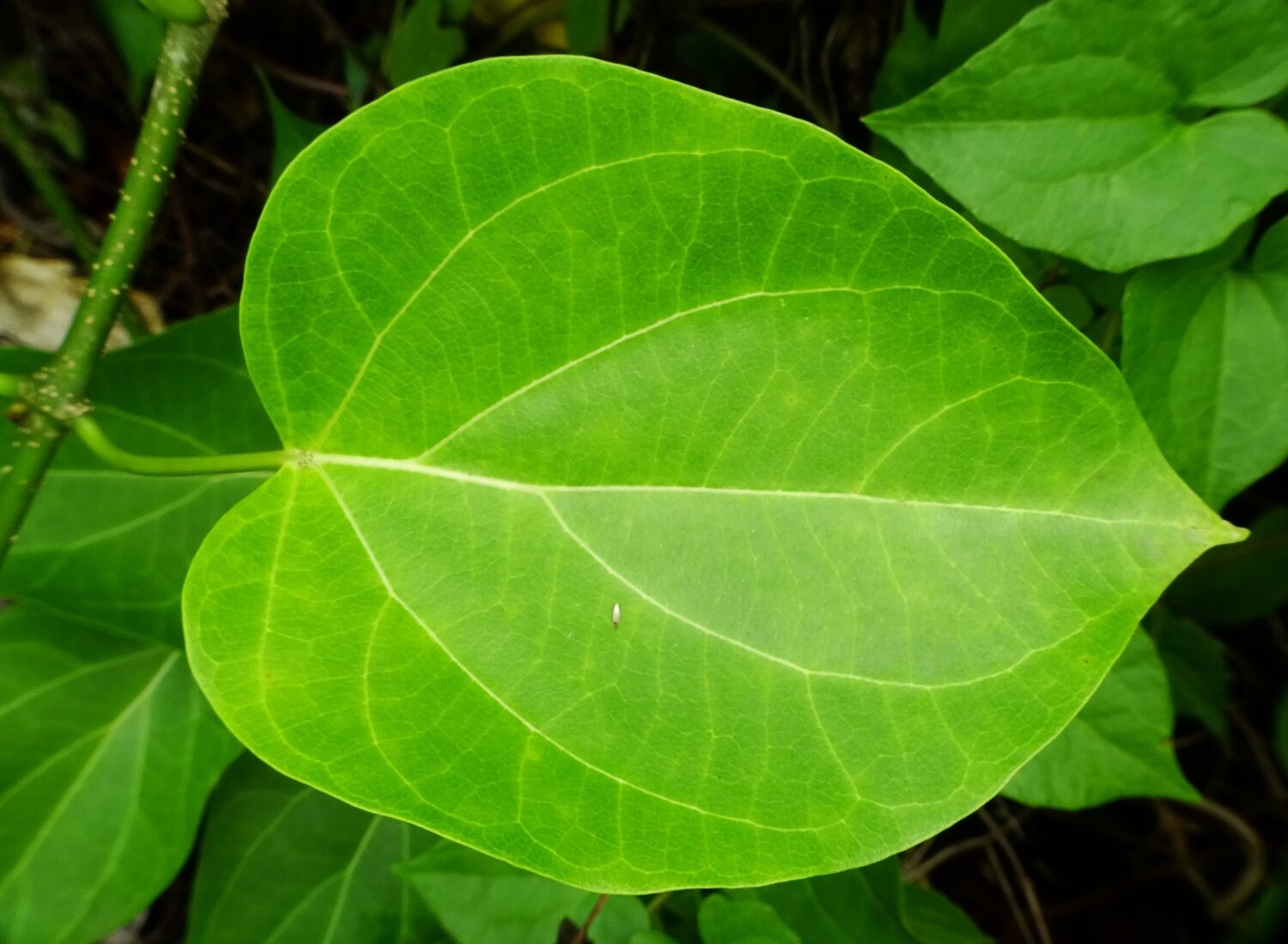 Dregea volubilis / Wattakaka volubilis - Sneeze Wort, Green Wax Flower, Jukti - Image 7